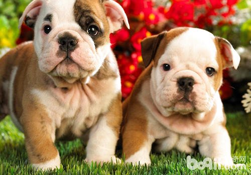 狗狗食欲大增怎么回事?