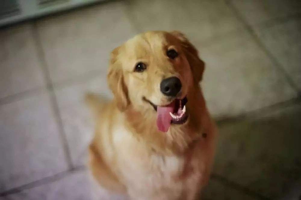 怎么评价狗十三？