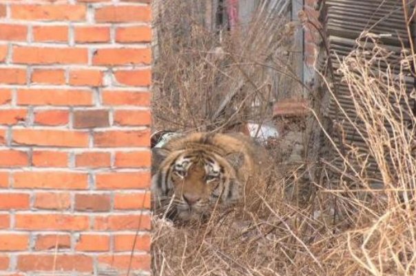 对于野生东北虎为何现身村庄的问题，专家是如何解读的？