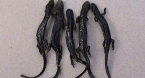 羌活鱼是保护动物吗？