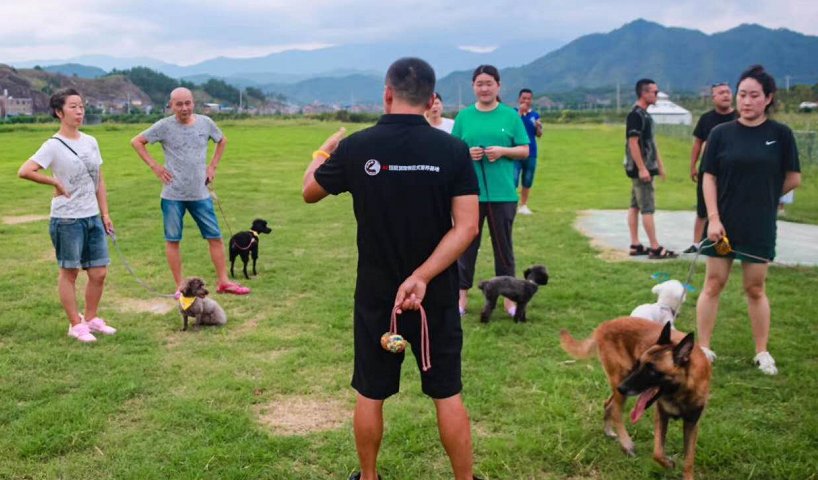 狗狗训练需要多少钱？