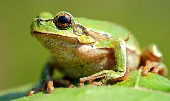 十种冬眠的动物是什么？