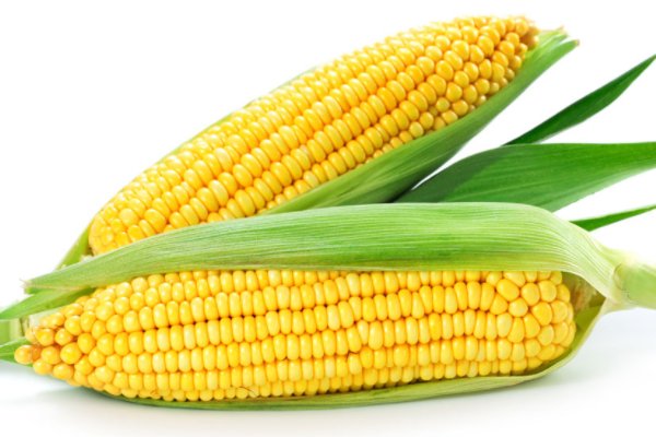 2024年春节前后玉米价格走势