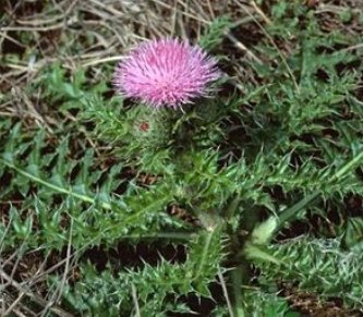 靠风力传播种子的植物有什么