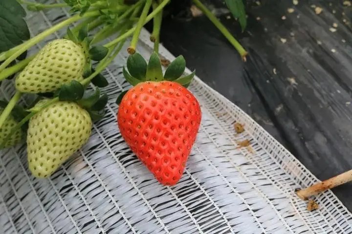 草莓上市，部分品种近200元一斤，你是否会选择购买呢？