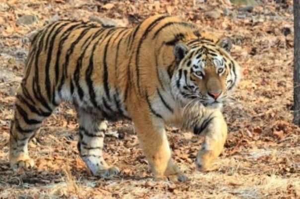 对于野生东北虎为何现身村庄的问题，专家是如何解读的？