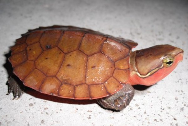 十大恐怖的乌龟