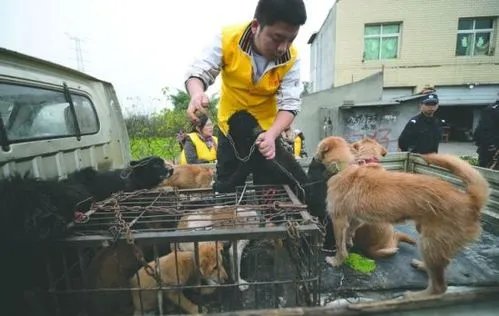 爱狗志愿者跨省拦截两千只无检疫证明狗，事件的后续情况如何？