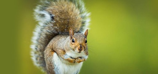 谁的尾巴像什么如何仿写？