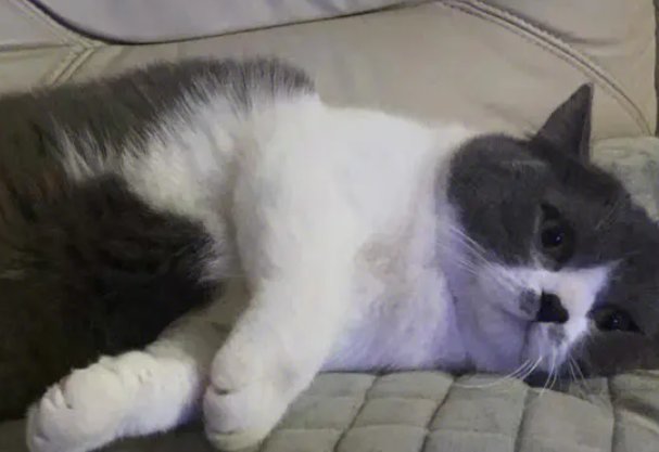 肥美是什么意思