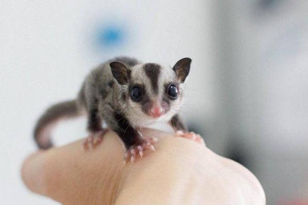 你待遇蜜袋鼯怎么读