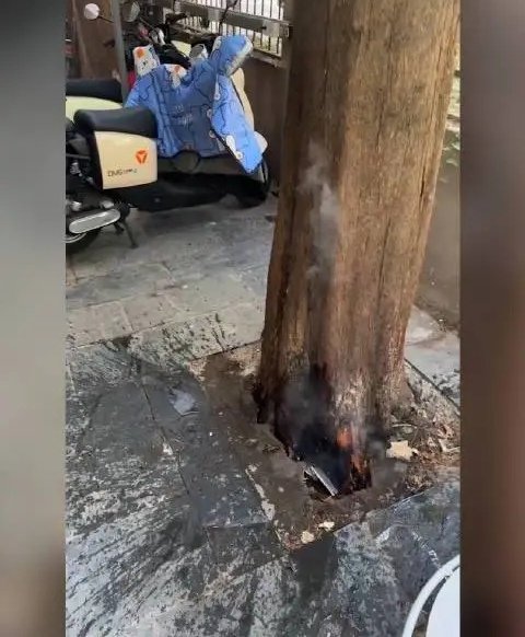 南京一老树突然从内部开始向外冒烟，灭火器都灭不了，为何会出现这种情况？