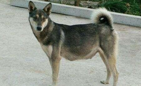 在农村拉帮结派的土狗当中，领头的土狗是怎样成为狗王的，为什么？