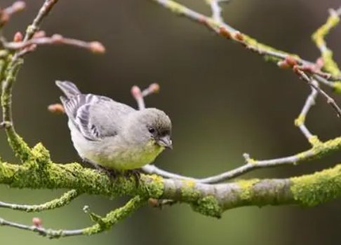 兽心是什么意思