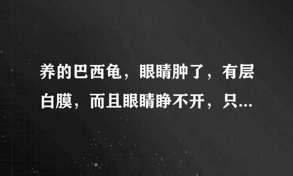 养的巴西龟，眼睛肿了，有层白膜，而且眼睛睁不开，只能睁一条小缝，怎么办，有知道的吗，如何治疗？谢谢