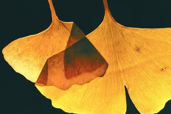 pian拼音的正确发音