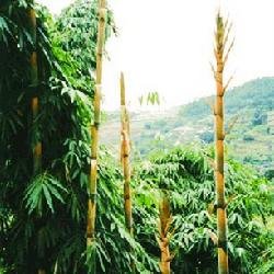 牡竹属的形态特征