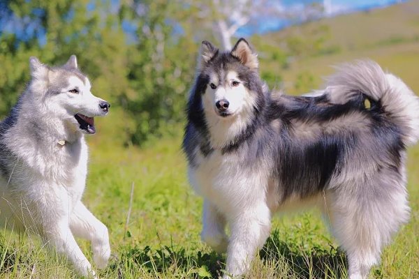 不古不今,打一动物