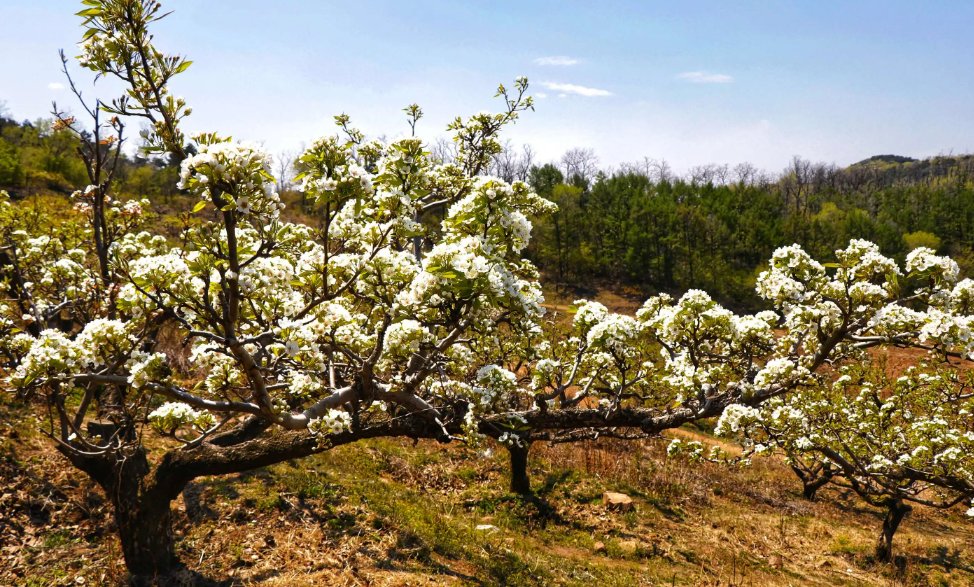 梨花又开放原唱