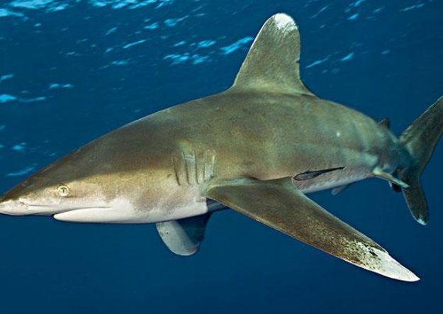 最稀有的九种鲨鱼都有哪些？