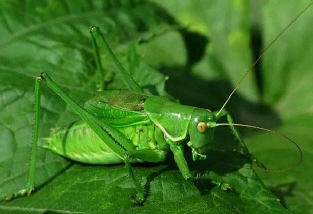 《昆虫记》中的绿色蝈蝈是什么样子?