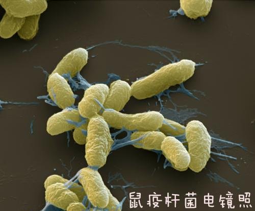 如何从蒙古国的“死亡土拨鼠刺身”看自然之母的残暴？