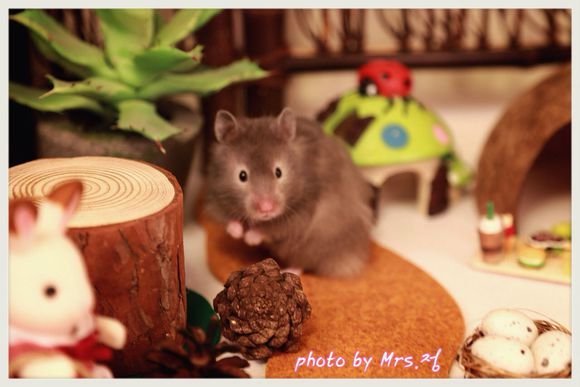 金丝熊照片(10张)