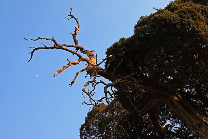 意萧然的内容简介