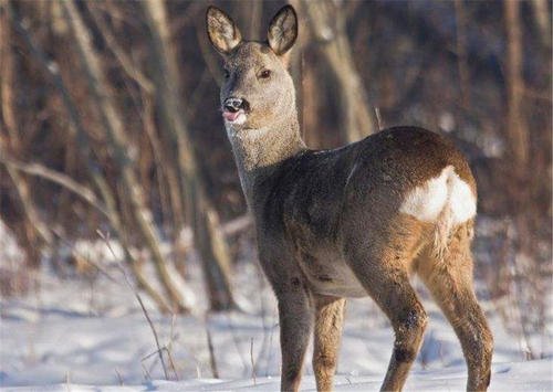 很多食草动物都长了一个白屁股，为什么会进化成这样？