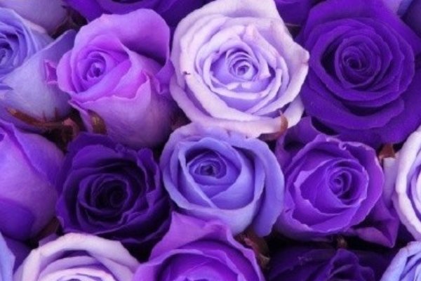 送男朋友什么花合适？