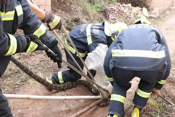 深圳有2米长眼镜王蛇窜入居民小区，这蛇从何而来？