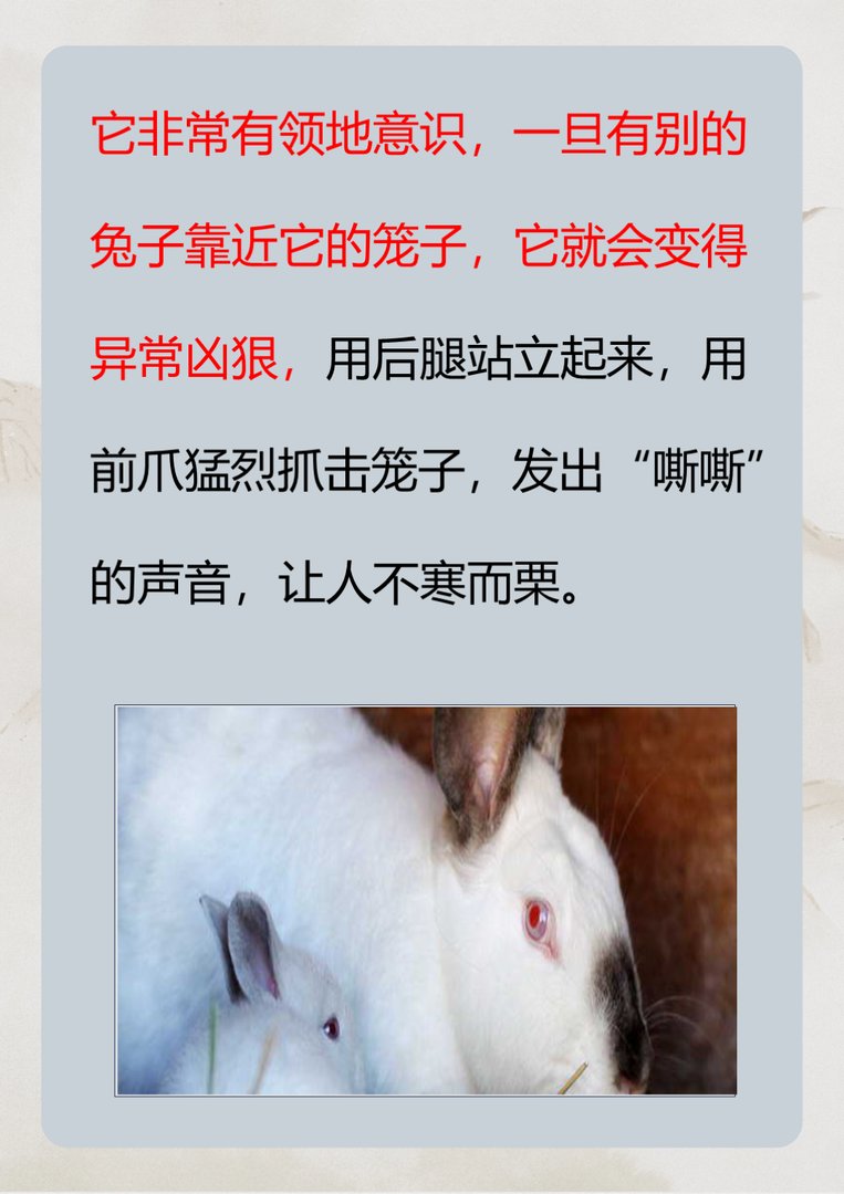 世界上最凶狠的兔子