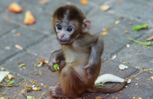 猴子的基本生活习性