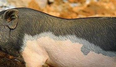 母猪发情的症状表现，母猪发情什么时间交配？