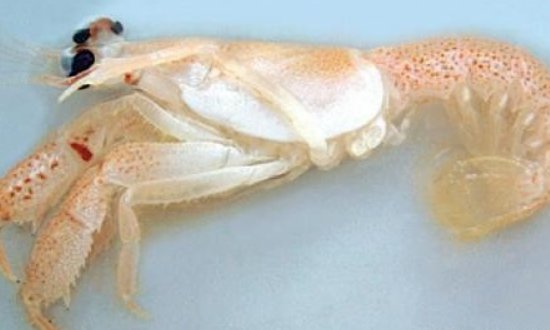 活化石有哪些植物和动物？