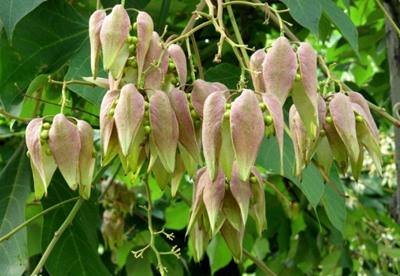 梧桐果是什么颜色