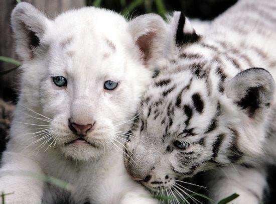 老虎的种类有几种？