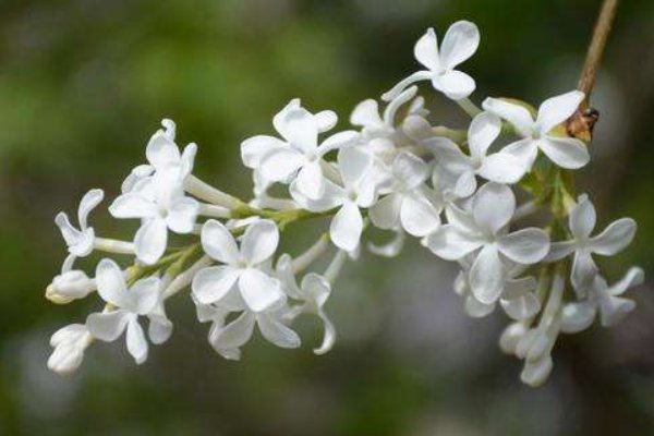 青鸟不传云外信丁香空结雨中愁的意思是。