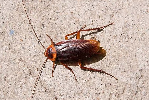 杜比亚蟑螂有什么特点？