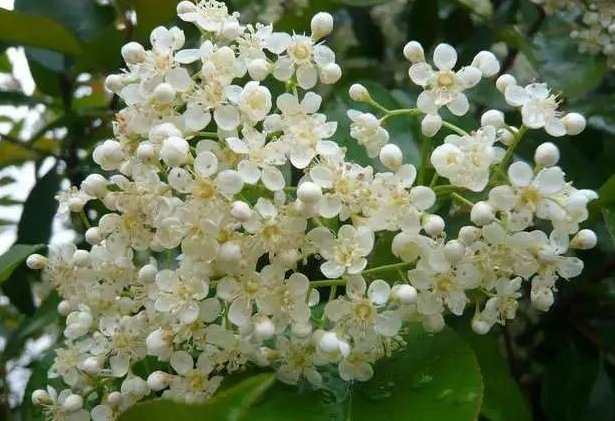 石楠花的味道是什么梗？