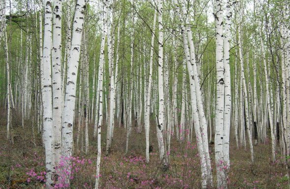 常见的树木名称