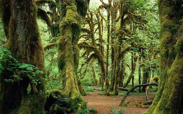 描写森林景色的优美段落