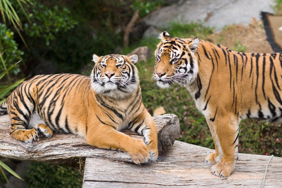 老虎的种类有几种？