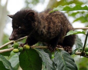 袋狸的东袋狸 - 形态特征