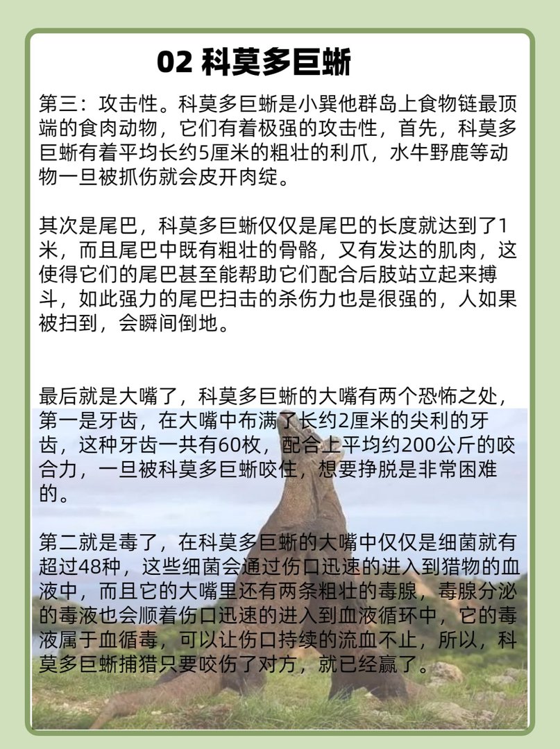 眼镜王蛇单挑科莫多巨蜥谁是最强爬行动物