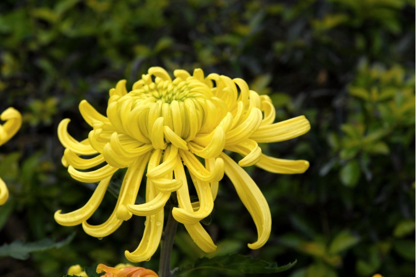 关于菊花的诗句有什么