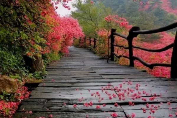 去留无意什么意思