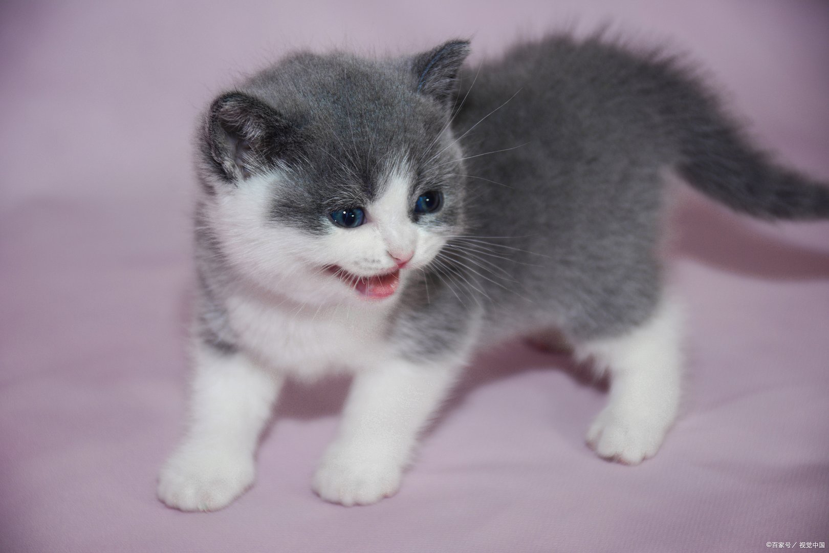 猫老了就喜欢往山上跑，它是去干什么？