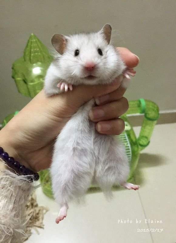 金丝熊照片(10张)