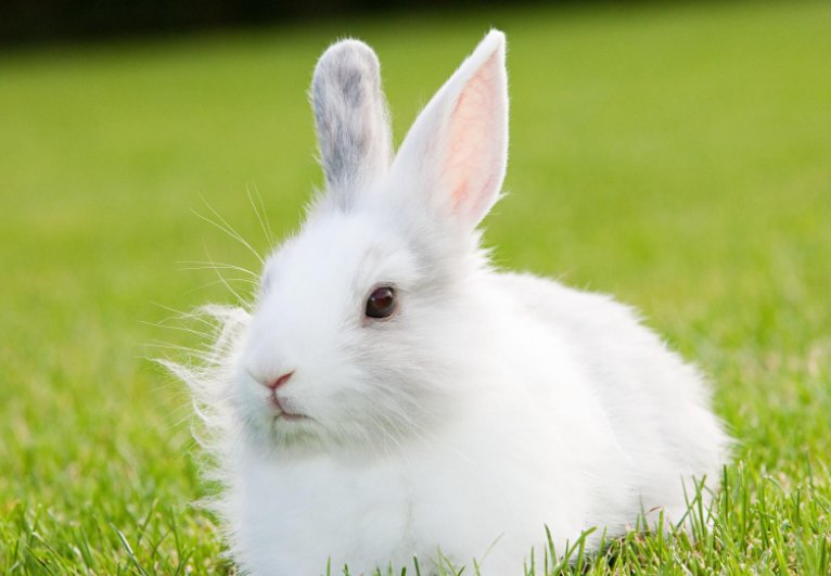 好听的含兔的网名